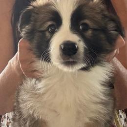 Seal partial collar Limited registration - Seal male Border Collie puppy in Apple Valley, California from Flying S Ranch Border Collies
