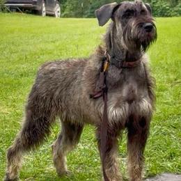 J A D E - Pepper and salt female Giant Schnauzer puppy in Goodrich, Texas from Silver Creek Giant Schnauzers