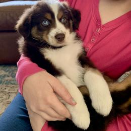 Miniature Australian Shepherd Puppies from Finnigan Farms Aussies