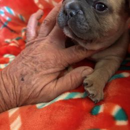 Herny - Blue fawn female French Bulldog puppy in Alabama from Southern Bulldogs