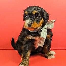 Oaken - Red male Bernedoodle puppy in Russell Springs, Kentucky from 270 Doodles