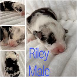 Riley - Blue merle and white male American Corgi puppy in Hico, Texas from Chisholm Trail Kennels