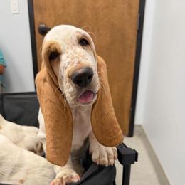Green collar Male - Red and white male Basset Hound puppy in Columbia, South Carolina from Pawmetto Hounds