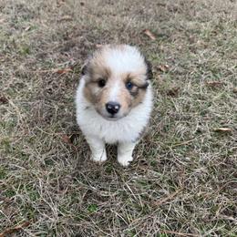Sable Merle Girl 3 - Sable merle and white female Shetland Sheepdog puppy in Shirley, Arkansas from Lucky Pups