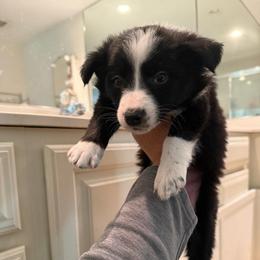 Sargent - Black and white male Border Collie puppy in Grapeview, Washington from Athena’s Collies
