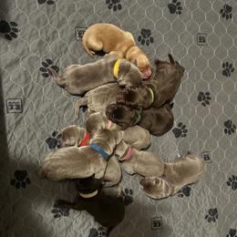 White collar - Chocolate female Dilute Retriever puppy in Douglass, Kansas from JP Kennels, LLC