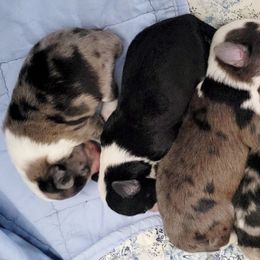 Australian Mountain Doodles, Bernedoodles, Companion Crosses, and Shihpoos from Perfect Companion Puppies