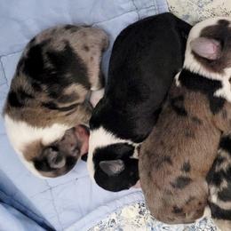 Australian Mountain Doodles, Bernedoodles, Companion Crosses, and Shihpoos from Perfect Companion Puppies