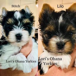 Yorkshire Terrier Puppies from Lori's Ohana Yorkies