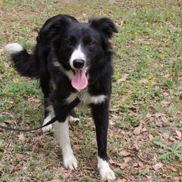 Lily - Border Collie