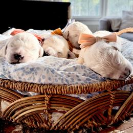 Pick 1 - Light golden male Golden Retriever puppy in Deer Lodge, Tennessee from SelahGold