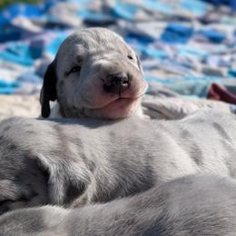 Hardy - Merle male Great Dane puppy in Turon, Kansas from RCM Great Danes