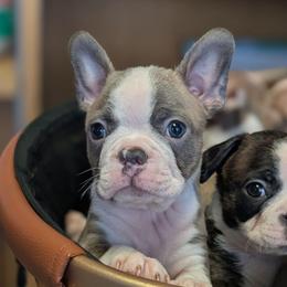 Blue boy 5 - Blue male Boston Terrier puppy in Oak Hills, California from All American Boston Terriers