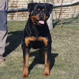 Nani - Rottweiler