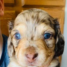 Dachshunds from Ledgebrook Manor Hounds