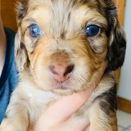 Dachshunds from Ledgebrook Manor Hounds