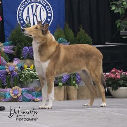 Sampson - Collie