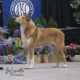 Sampson - Collie