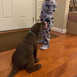 Labrador Retriever Puppies from Silver State Service Dogs, LLC