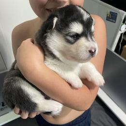Alaskan Malamute Puppies from Fawn River Malamutes