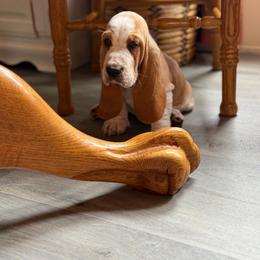Nibbles - Red and white male Basset Hound puppy in Independence, Kansas from Little Patch of Heaven