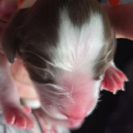 Girl 5 - Liver and white female English Springer Spaniel puppy in Crockett, Texas from Obsidian Rose