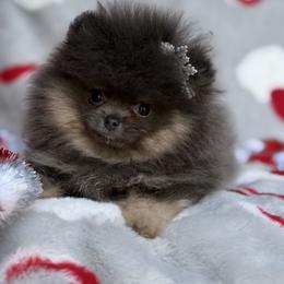 Royal - Blue and tan male Pomeranian puppy in Newport Beach, California from Exotic City Pomeranians and chihuahuas