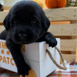 Pink - Black female Labrador Retriever puppy in Heath Springs, South Carolina from Rich Hill Retrievers