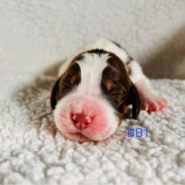 BB1 - Liver white and tan male English Springer Spaniel puppy in Britton, South Dakota from K&S Canines