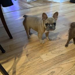 Shelby - French Bulldog