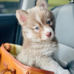 Turks (Pet Only Contract) - Red and white male Pomsky puppy in Greenville, South Carolina from Thicketty Mountain Pomskies
