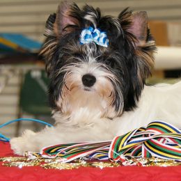 Biewer Terrier Puppies from Butterfly Biewers