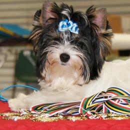 Biewer Terrier Puppies from Butterfly Biewers