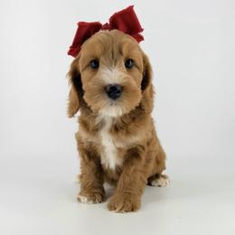 Monarch Bella - Apricot female Australian Labradoodle puppy in Mason, Michigan from Monarch Labradoodles