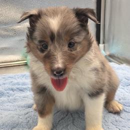 Boy 1 - Blue merle white and tan male Shetland Sheepdog puppy in Pensacola, Florida from Nancy Barger's Siberian Huskies