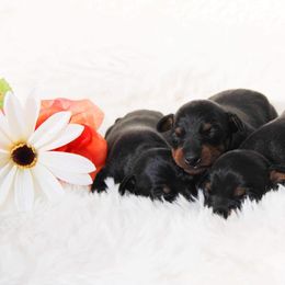 Ibizan Hound and Manchester Terrier Puppies from Dugualla