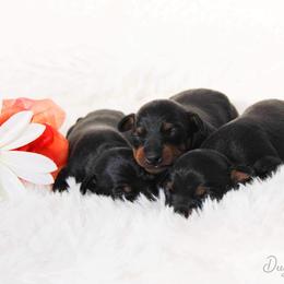 Ibizan Hound and Manchester Terrier Puppies from Dugualla