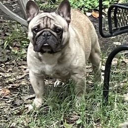 "Tajìn " French Bulldog All Grown Up from YZC Frenchies at 4C Ranch
