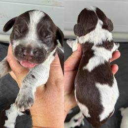 Liver roan boy - Liver roan male English Cocker Spaniel puppy in Millen, Georgia from Pine Hill Kennels