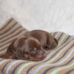 Boy 2 - Dachshund puppy in Windsor, Colorado from Murry’s minis