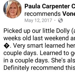 Collie Puppies from Voneida Collies