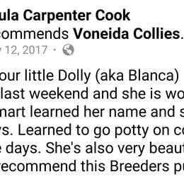 Collie Puppies from Voneida Collies