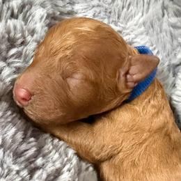 Mr. Blue - Red  male Goldendoodle puppy in Valley Center, Kansas from The Goldendoodle Gal