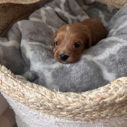 Cavapoo Puppies from Coles Cavapoo’s