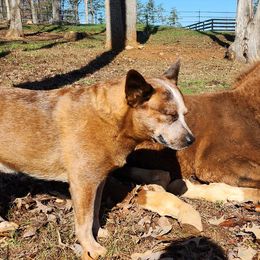 Australian Cattle Dogs from Rosewood Farms Australian Cattle Dogs