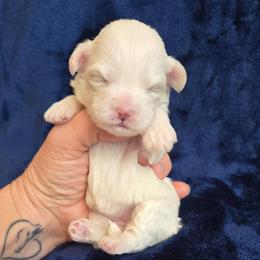 Lydia - White female Maltipoo puppy in Sahuarita, Arizona from Cowgirl's Legacy Maltipoos
