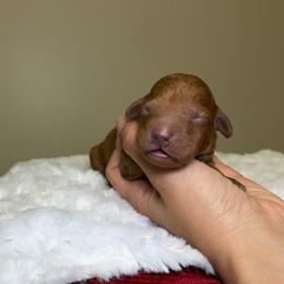 Sienna - Red  female Goldendoodle puppy in Woodburn, Indiana from Lengachers Cuddly Doods