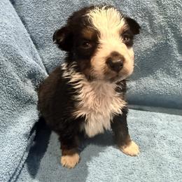 Bobby - Black tri-color male Australian Shepherd puppy in Atkinson, Illinois from Diamond Ridge Aussies