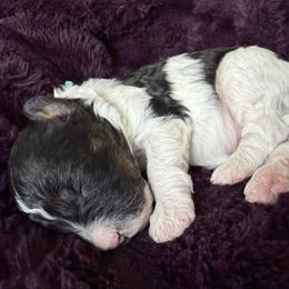 Boy 1 - Black and white male Cavapoo puppy in Nampa,, Idaho from Clig Doodle Days