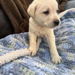 Third pick male- RESERVED - Yellow male Labrador Retriever puppy in Isanti, Minnesota from Four Corners Family Labs